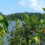 Calla palustris Habitat