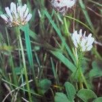 Trifolium fragiferum 花