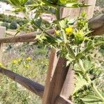 Carthamus arborescens Hoja