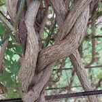 Jasminum beesianum Corteza