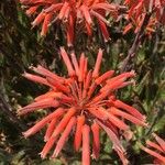 Aloe maculataBlüte