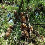 Larix kaempferi Ffrwyth