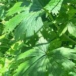 Aconitum septentrionale Ліст