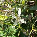 Clematis terniflora Blomst