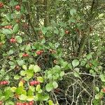 Crataegus persimilis Агульны выгляд