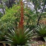 Vriesea imperialis Blomst