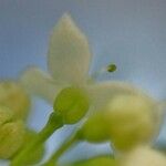 Galium pusillum Çiçek
