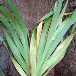 Gladiolus dalenii Blad