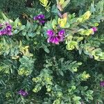 Polygala myrtifolia List