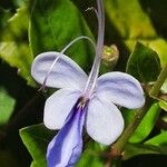 Rotheca myricoides फूल