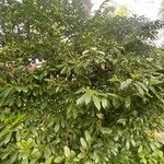 Prunus laurocerasus Habitus