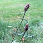 Centaurea nigraFoglia