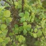 Portulacaria afra ഇല