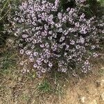 Thymus algeriensis പുഷ്പം