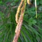 Carex pendula Autre