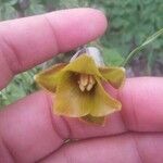 Fritillaria acmopetala Други