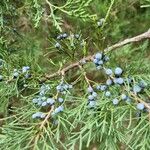 Juniperus virginiana 果實