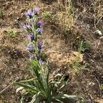 Echium vulgare Habit