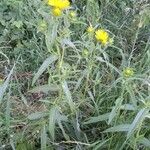 Inula britannica Alkat (teljes növény)