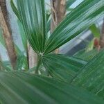 Rhapis excelsa Hostoa