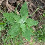 Chenopodium ficifolium Blatt