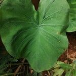 Colocasia esculentaBlad