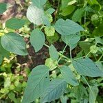 Physalis longifolia Leaf