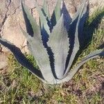 Agave shaferi Листок