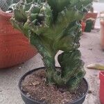 Euphorbia lactea Hoja