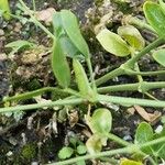 Tribulus terrestris Кора