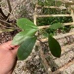 Photinia serratifoliaHostoa