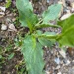 Doronicum grandiflorum برگ