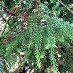 Araucaria laubenfelsii पत्ता