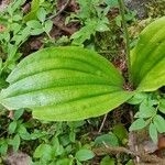 Cypripedium acaule 葉