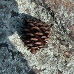 Pinus jeffreyi Fruit