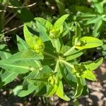 Euphorbia hirsuta Blomst