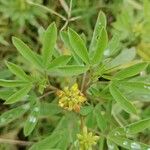 Crotalaria pycnostachya Flor