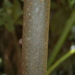 Clerodendrum macrostegium 樹皮