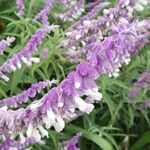 Salvia leucantha Flower