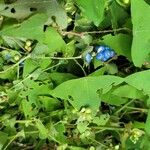 Persicaria perfoliata फल