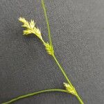 Carex remota Flower
