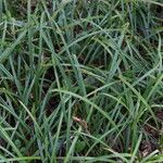 Carex pilosa Frunză