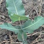 Asclepias amplexicaulis Leaf