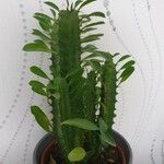 Euphorbia trigona Лист