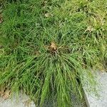 Carex granularis عادت داشتن