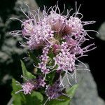 Ageratina occidentalis Flower