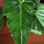 Philodendron giganteumLeaf