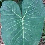 Xanthosoma taioba Hoja