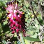 Platycapnos spicata Flower