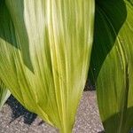 Aspidistra lurida List